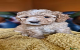 Cavapoo dogs for sale: Gorgeous f1b Cavapoo puppys.Health tested parents  - Image 40