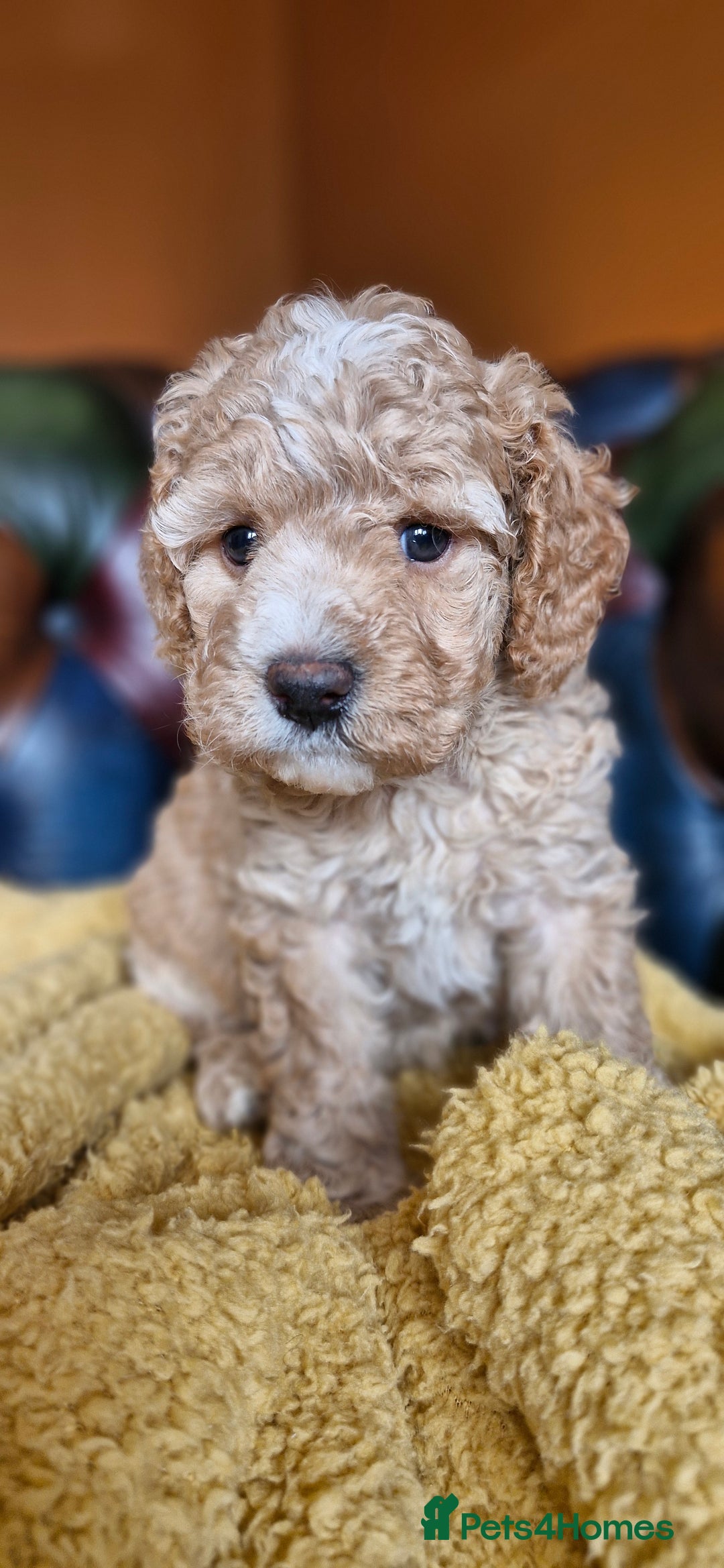 Cavapoo dogs for sale: Gorgeous f1b Cavapoo puppys.Health tested parents  - Image 40