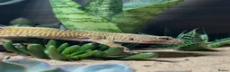 Leopard Gecko reptiles for sale: 🦎 Leopard Gecko & Full Bioactive Vivarium Setup   in Tain - Advert 5