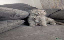 British Longhair cats for sale: British shorthair - Image 12