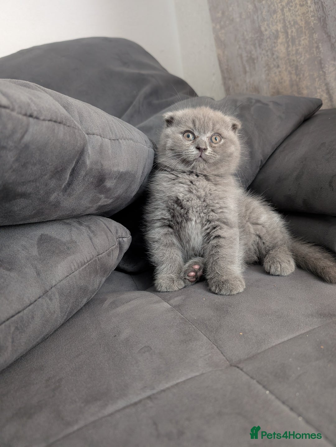 British Longhair cats for sale: British shorthair - Image 12