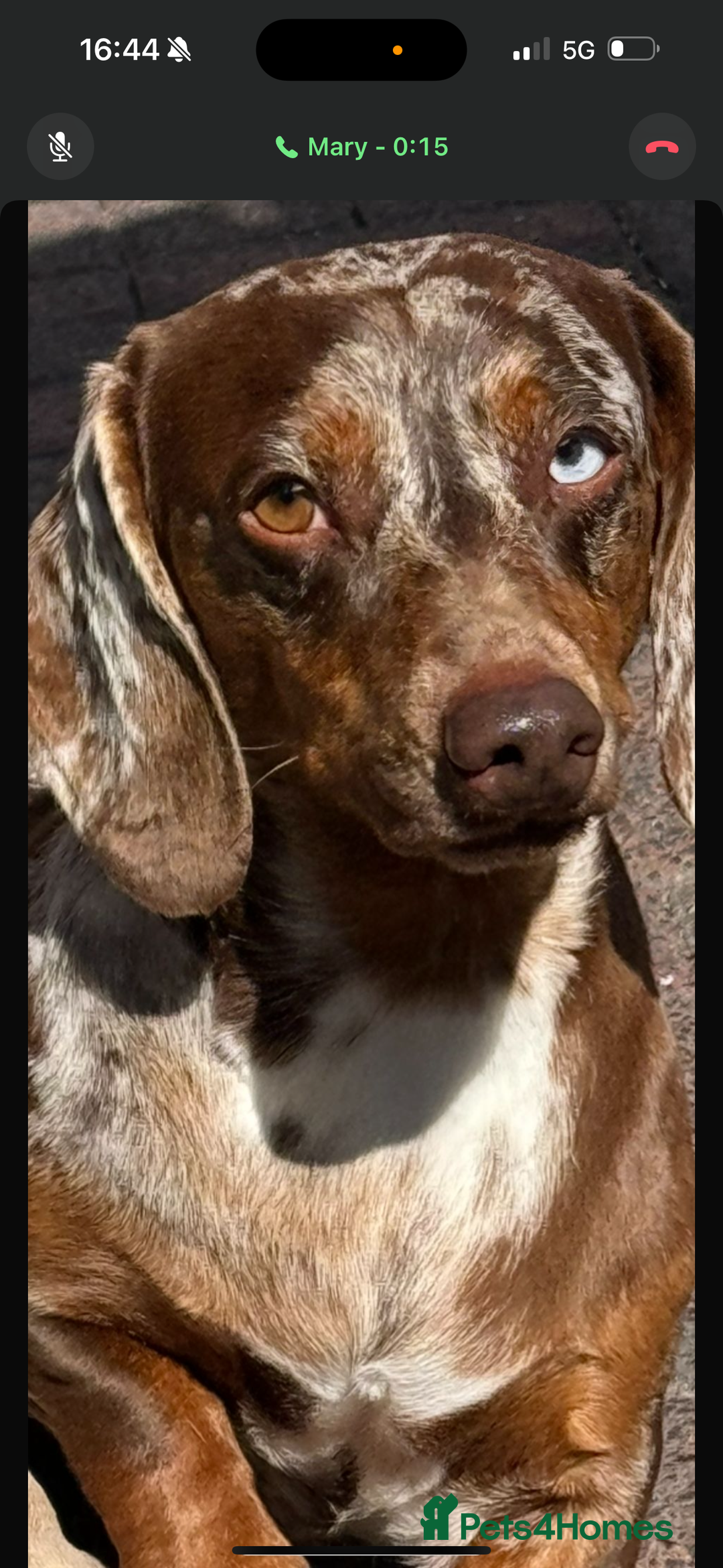 Dachshund dogs for sale: Dashchund looking for a forever home   - Image 2