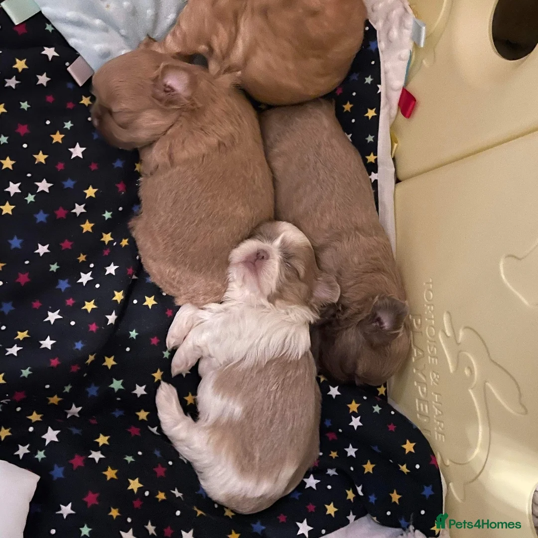 Shih Tzu dogs for stud: LAVENDER PRODUCING Liver Imperial shihtzu in Cardiff - Advert 13