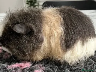 Guinea Pig rodents Texel Guinea pigs, price for the pair. - Advert 11