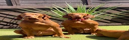 Hungarian Vizsla dogs for sale: KC Registered Vizsla Boy-Family Pet-J-2026-Litter - Advert 13