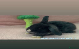 Mini Lion Lop rabbits for sale: Lion dutch lops - Image 1
