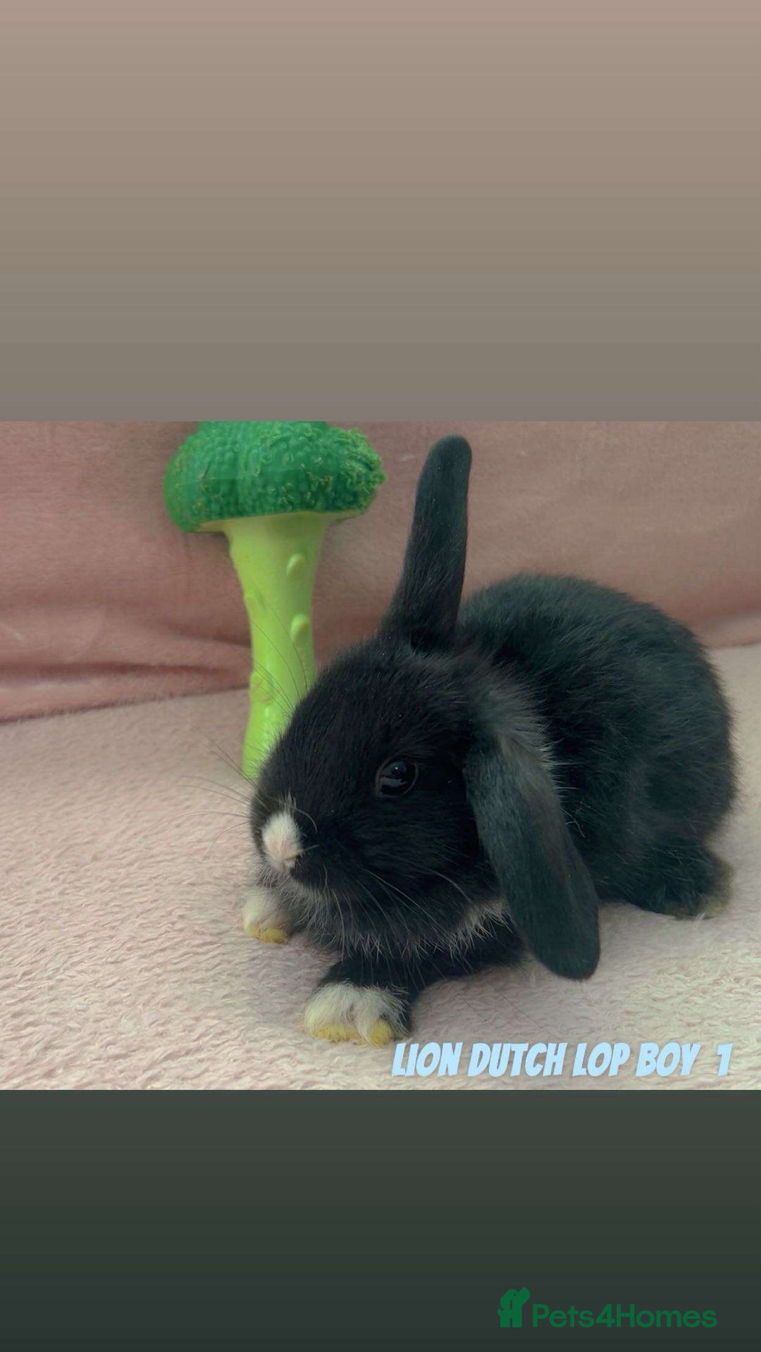 Mini Lion Lop rabbits for sale: Lion dutch lops - Image 1