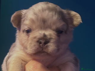 French Bulldog dogs fluffy french bulldogs - Advert 1