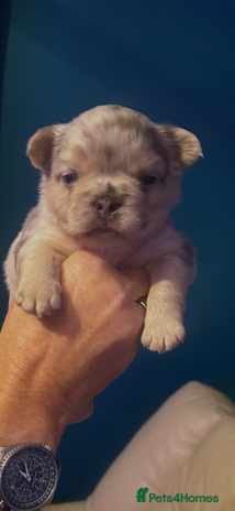 French Bulldog dogs fluffy french bulldogs - Advert 1
