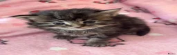 Maine Coon cats for sale: Gorgeous full breed Mainecoon kittens ready may 20 - Advert 25