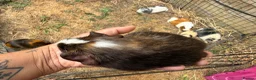 Guinea Pig rodents for sale: Baby guinea pigs  - Advert 5