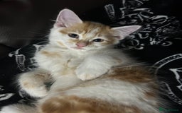 Norwegian Forest Cat cats for sale: handsome red-haired boy - Image 3