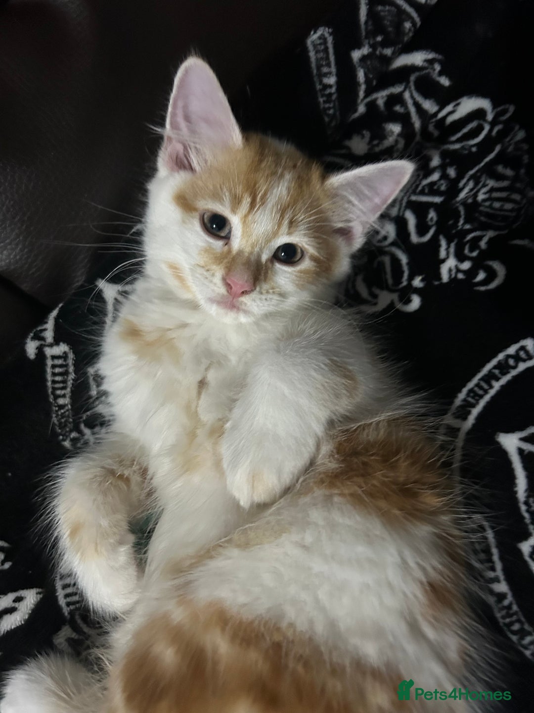 Norwegian Forest Cat cats for sale: handsome red-haired boy - Image 3