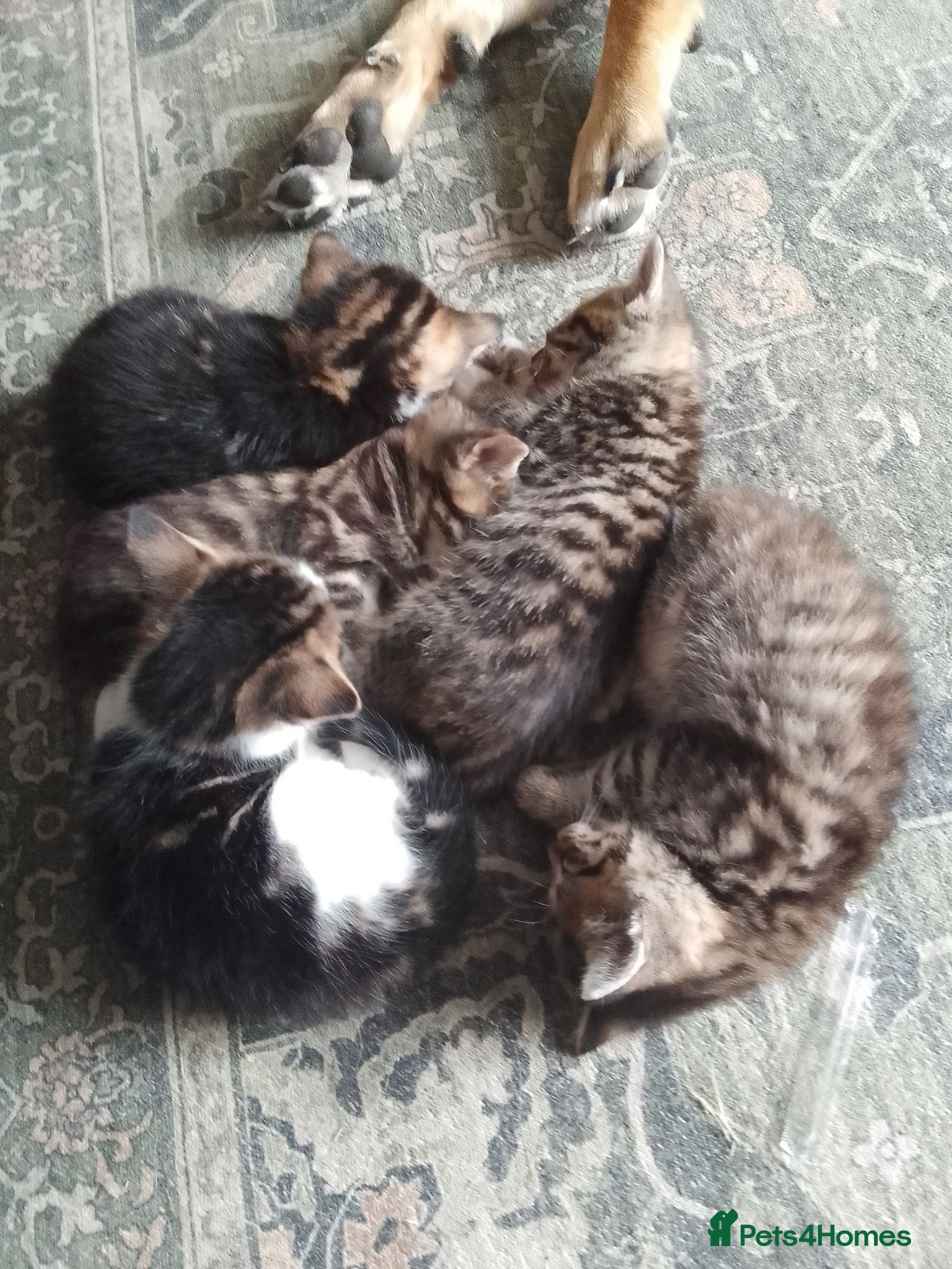 Mixed Breed cats BEAUTIFUL KITTENS, READY TO LEAVE NOW!! - Advert 1