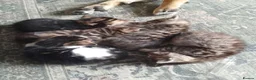 Mixed Breed cats for sale: BEAUTIFUL KITTENS, READY TO LEAVE NOW!! - Advert 1