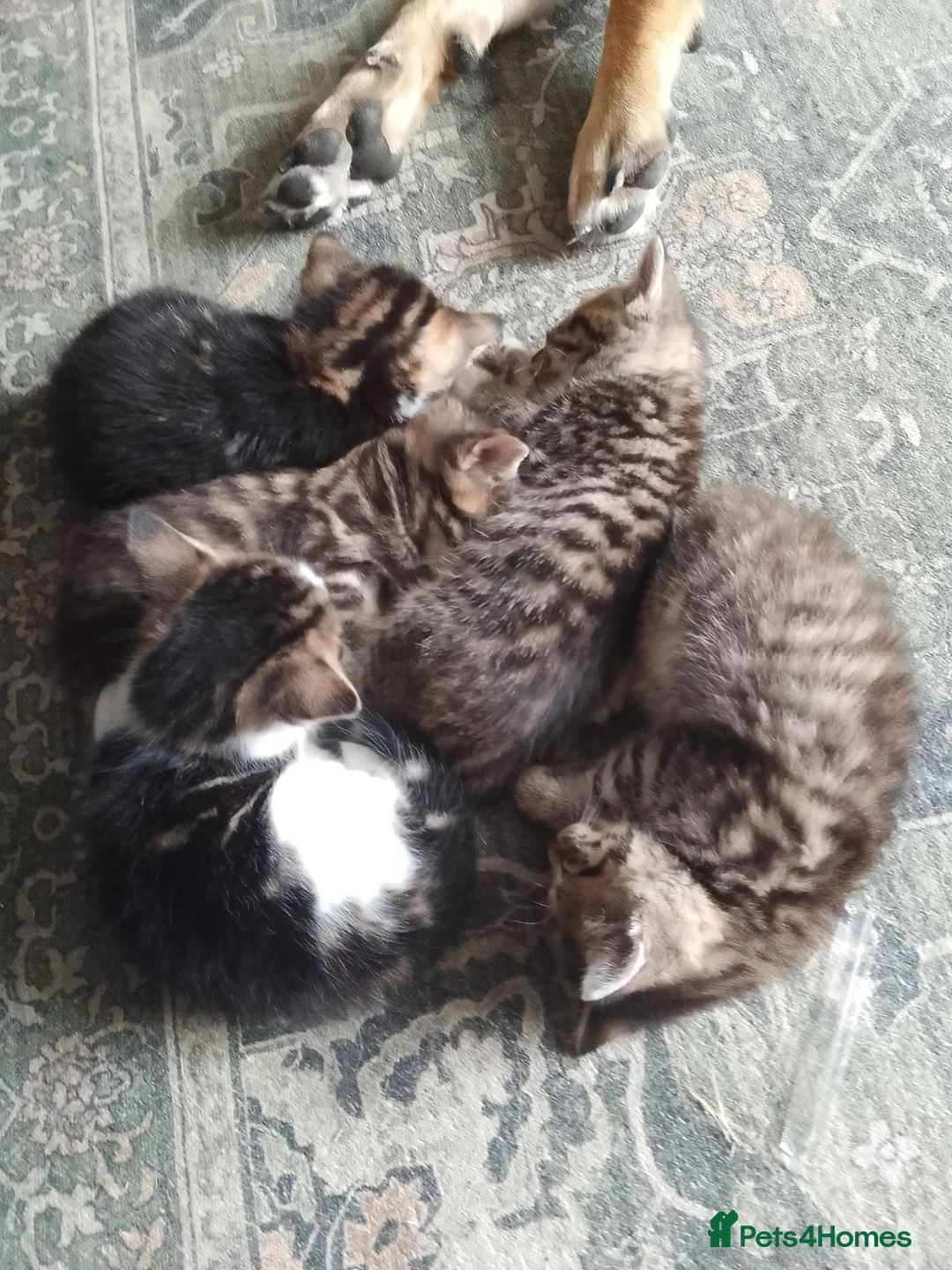 Mixed Breed cats for sale: BEAUTIFUL KITTENS, READY TO LEAVE NOW!! - Advert 1
