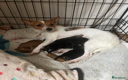 Mixed Breed dogs for sale: Jackawawa puppies - Image 8