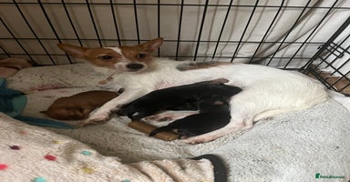 Mixed Breed dogs - Advert 2