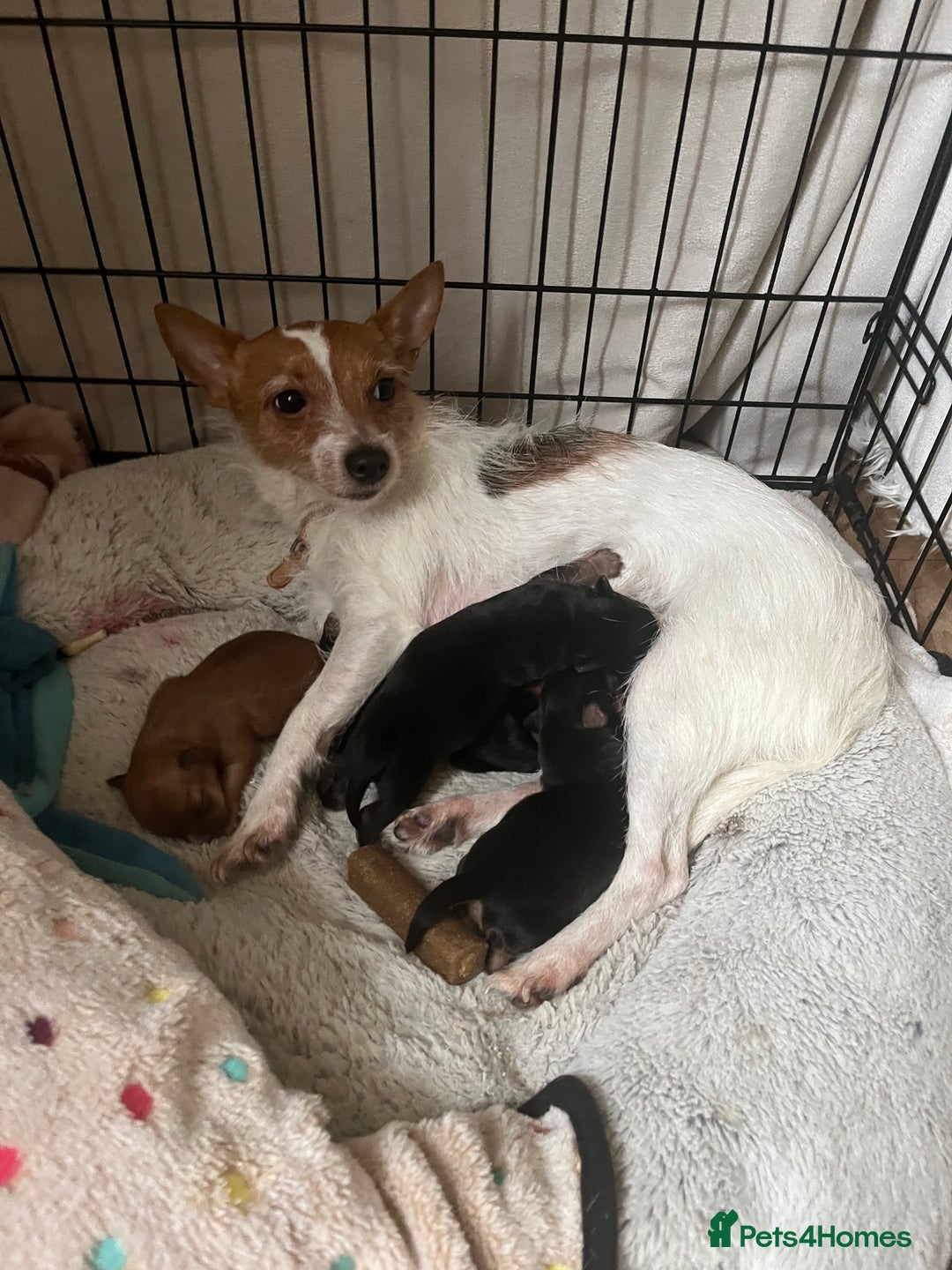 Mixed Breed dogs for sale: Jackawawa puppies - Image 8