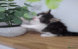 Maine Coon cats for sale: Beautiful Part Maine Coon Male Kitten - Image 7