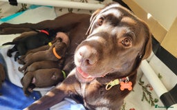 Labrador Retriever dogs for sale: Chocolate Labrador boy - absolutely perfect  - Advert 3