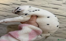 Dalmatian dogs for sale: 2 beautiful Dalmatian puppies 1 female 1 male - Image 5