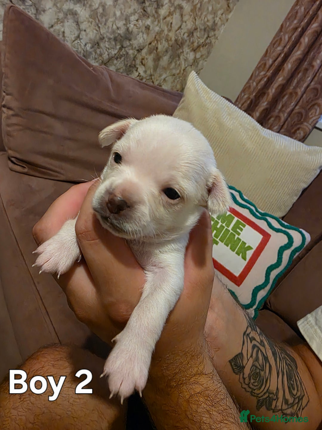 Chihuahua dogs for sale: Male Chihuahua Puppies Doppled  - Image 6