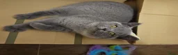 British Shorthair cats for sale: British Shorthair chunky girl - Advert 15