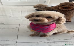 Toy Poodle dogs for sale: Adorable KC Toy Poodle Puppies ❤️🐾  - Image 5