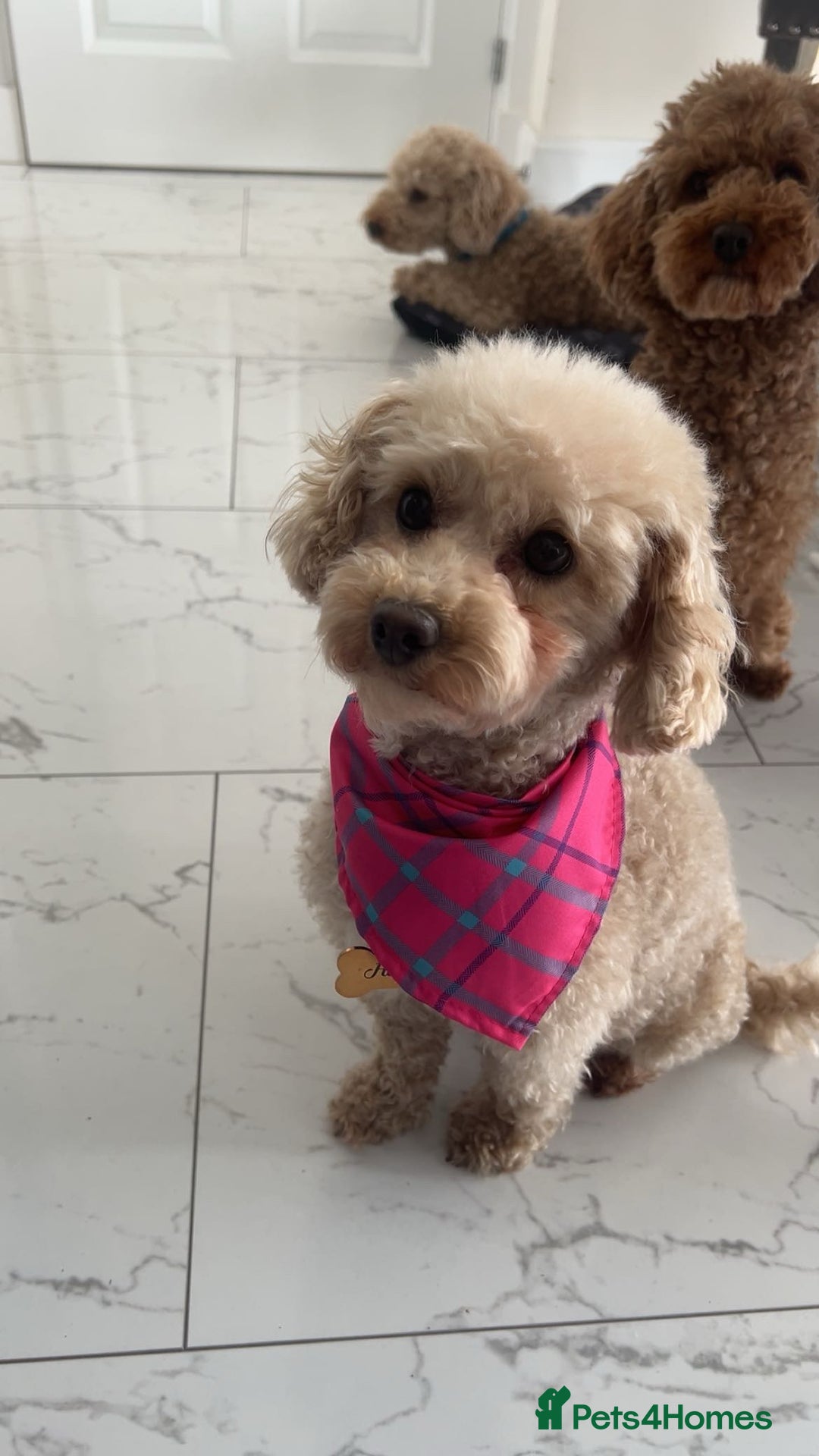 Toy Poodle dogs for sale: Adorable KC Toy Poodle Puppies ❤️🐾  - Image 5
