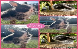 Mini Lop rabbits for sale: Litter of mini lop babies  - Image 4