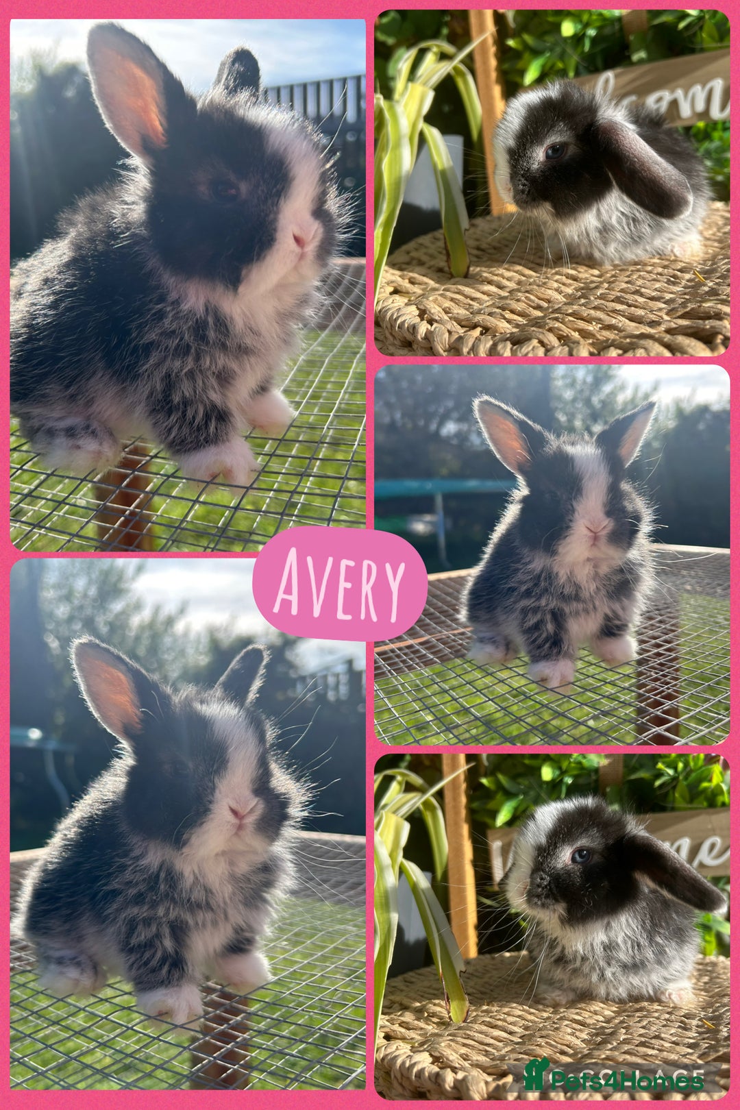 Mini Lop rabbits for sale: Litter of mini lop babies  - Image 4