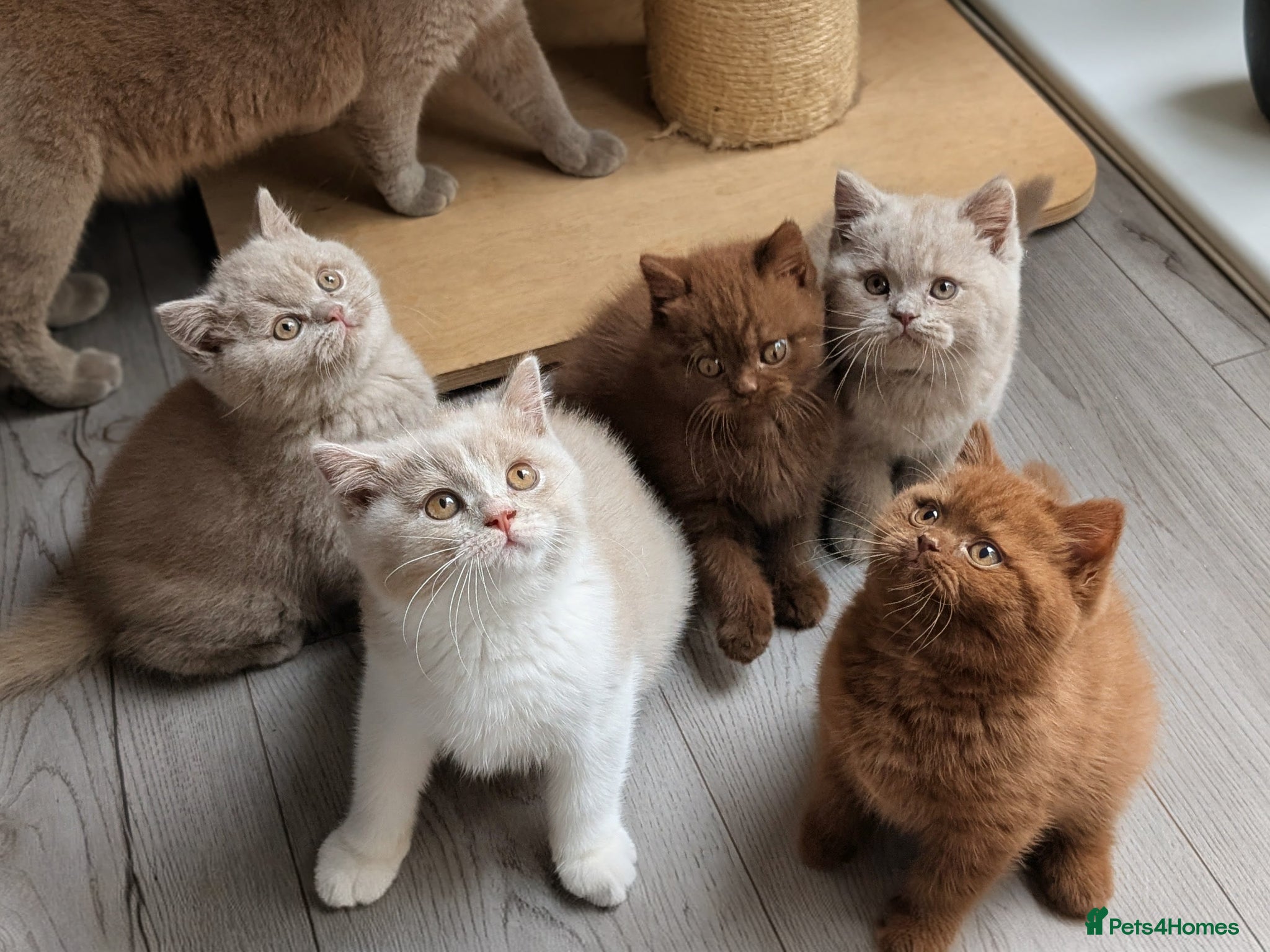 British Shorthair cats GCCF REGISTERED CHOCOLATE AND LILAC KITTENS - Advert 2