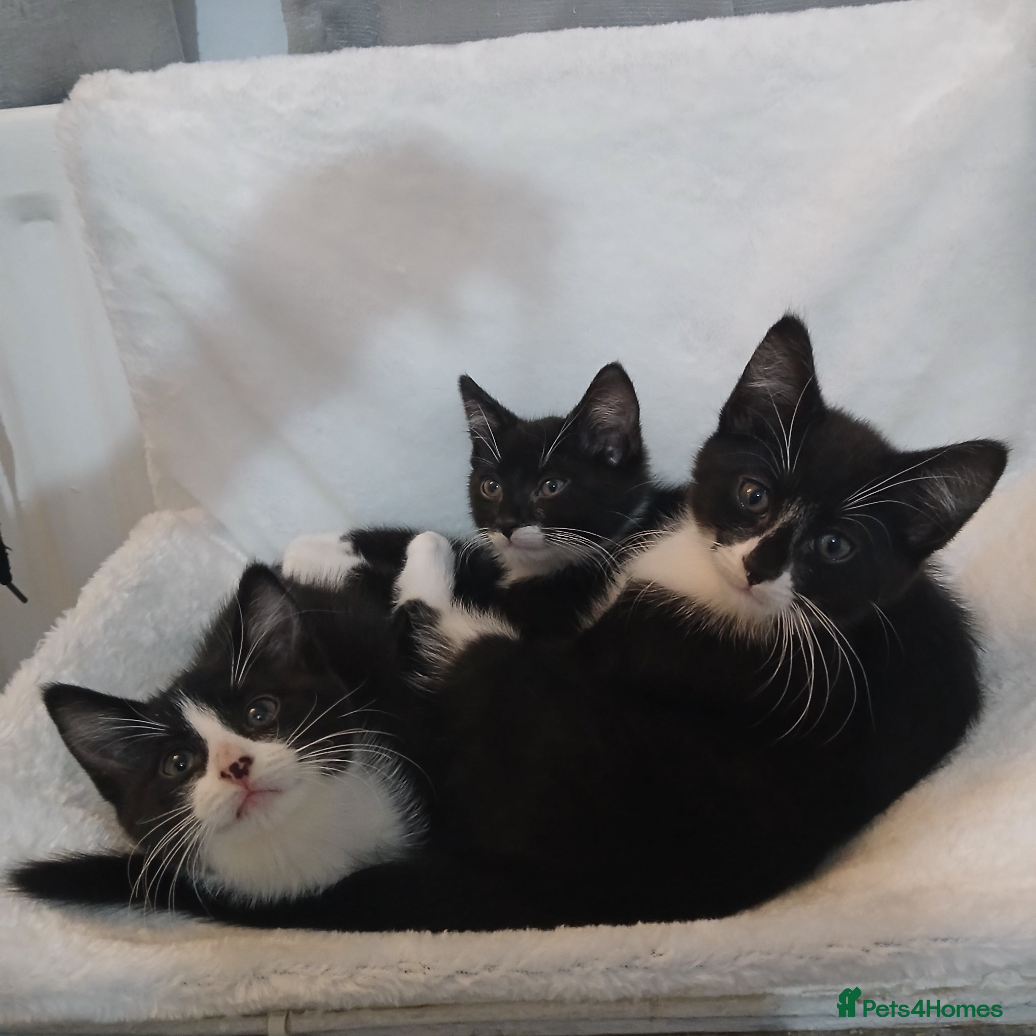 British Shorthair cats Kittens for sale - Advert 1