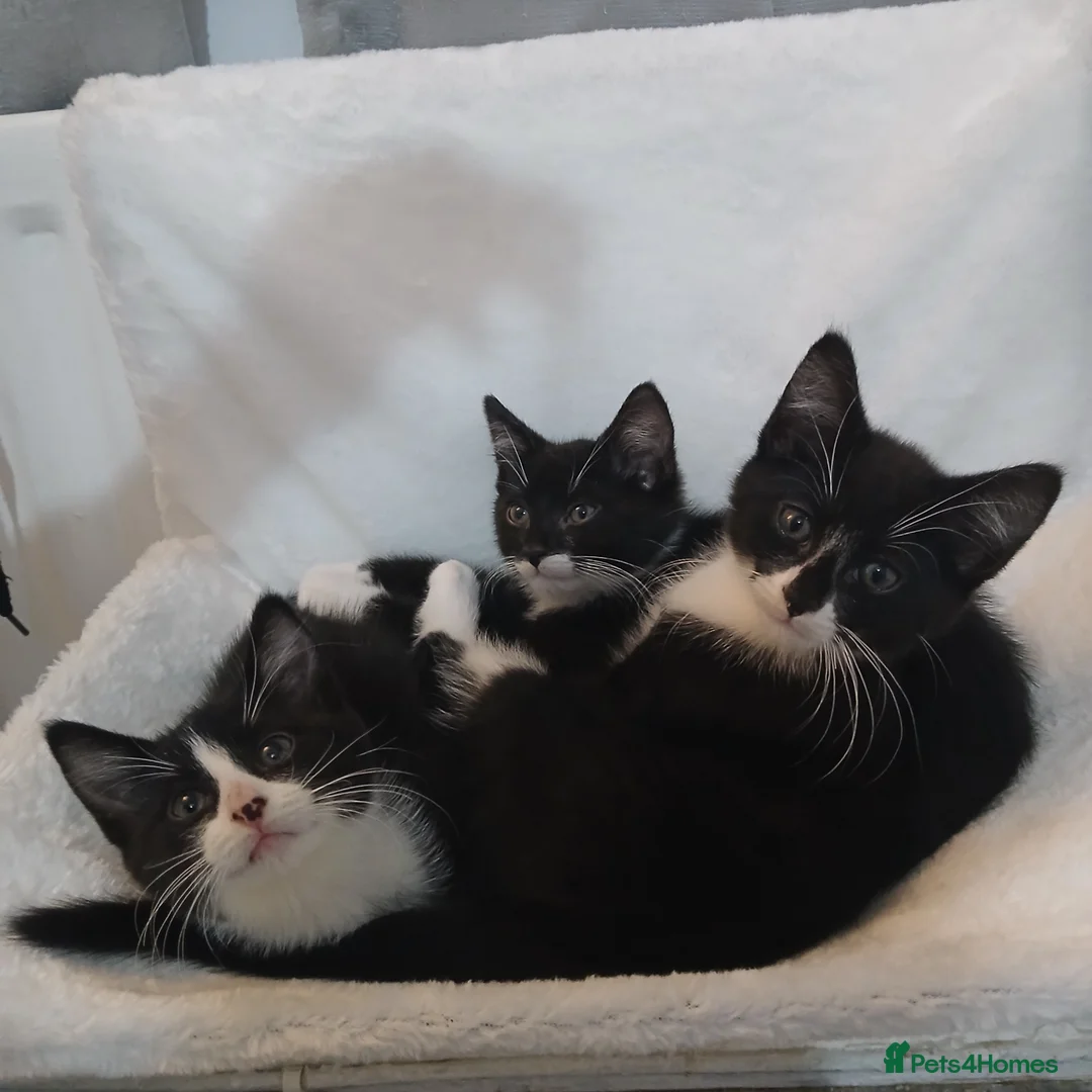 British Shorthair cats for sale: Kittens for sale in Middlesbrough - Advert 1