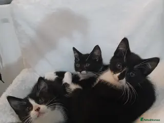 British Shorthair cats Kittens for sale - Advert 1