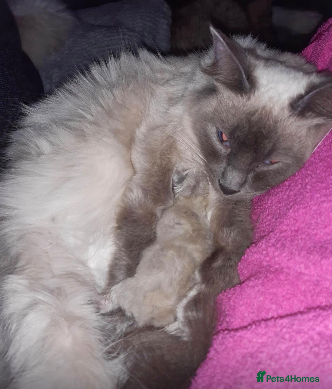 Ragdoll cats for sale: Beautiful GCCF Ragdoll Kittens  - Advert 6