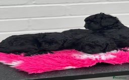 Miniature Poodle dogs for sale: DNA H/Tested Miniature poodle  - Image 18