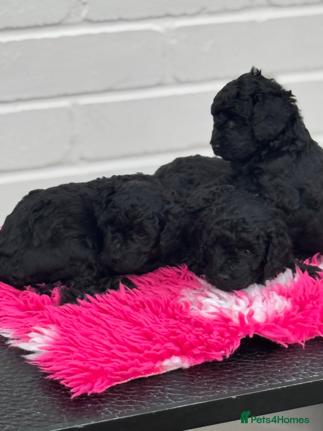 Miniature Poodle dogs for sale: DNA H/Tested Miniature poodle  - Image 18