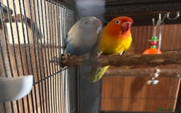 Lovebirds birds for sale: Love birds with cage  - Image 1