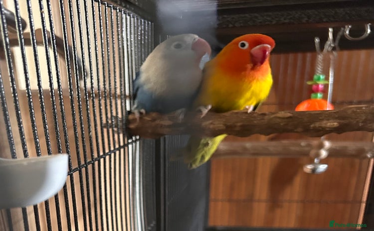 Lovebirds birds - Advert 1