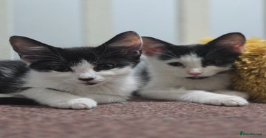 Mixed Breed cats - Advert 8