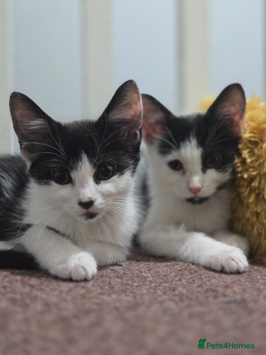 Mixed Breed cats for sale: 2 Kitties for the price of 1! With ****** tower! - Image 2