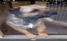 Border Terrier dogs for stud: Border terrier stud in Stafford - Image 2