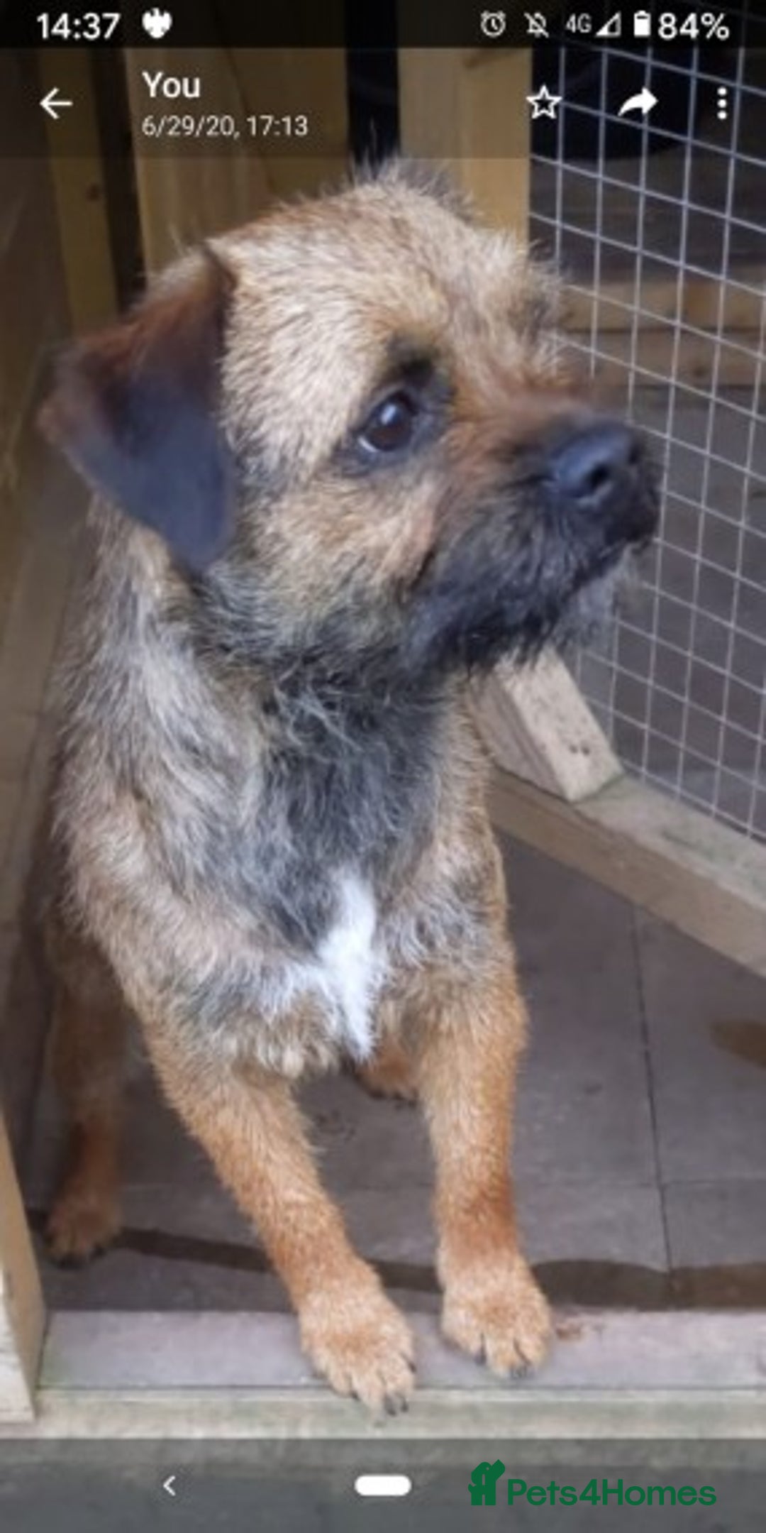 Border Terrier dogs for stud: Border terrier stud in Stafford - Image 2