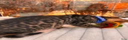 Bengal cats for sale: 💕 GORGEOUS PURE BENGAL KITTENS READY FOR HOMES!  - Advert 13