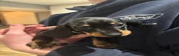 Miniature Dachshund dogs for sale: 6 mini Dachshund Puppies for Sale - Advert 3