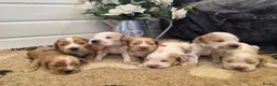 Cocker Spaniel dogs for sale: SHOW TYPE health tested KC cocker spaniels  - Advert 7