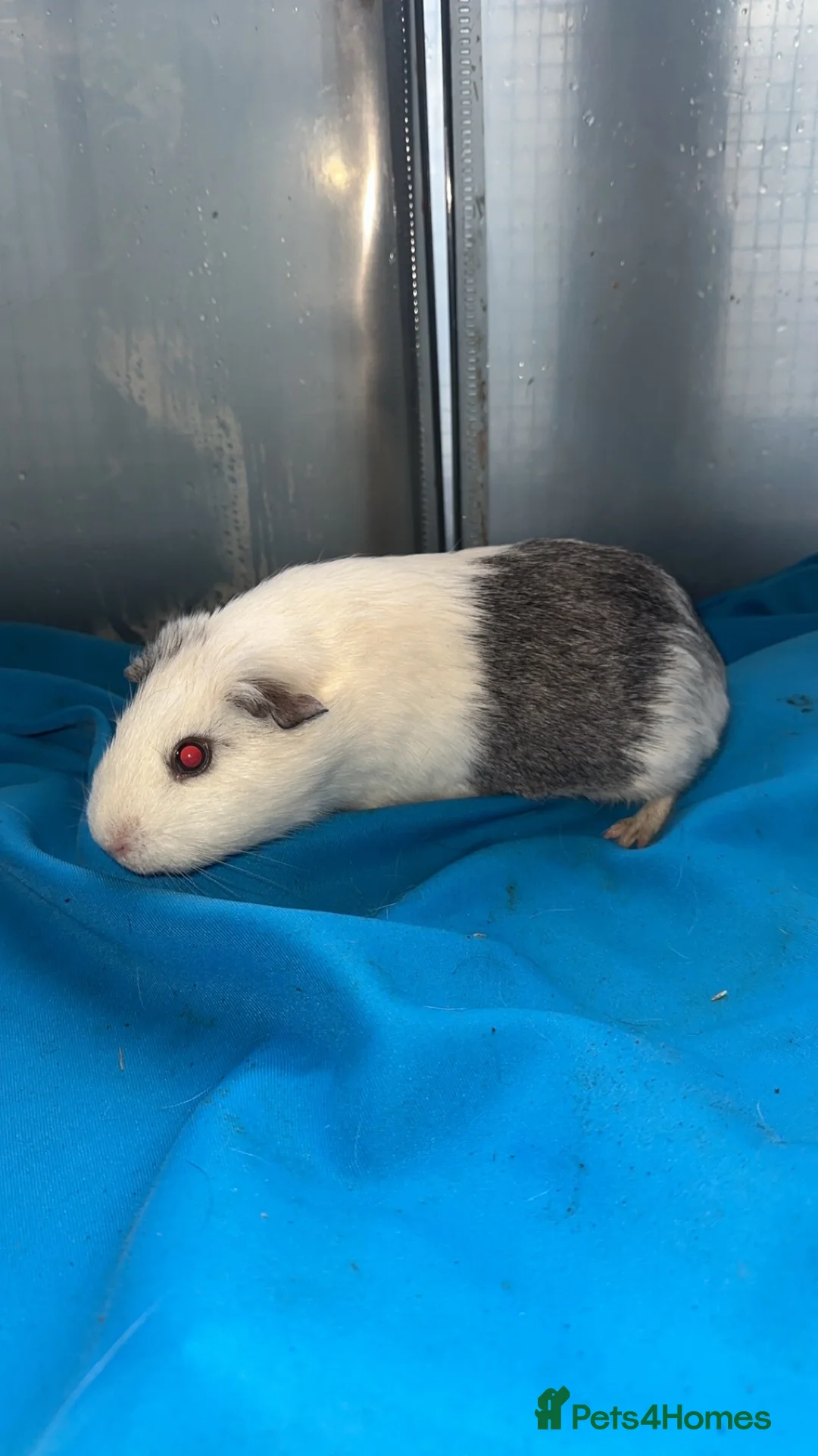 Guinea Pig rodents for sale: Guniea pigs  - Advert 7