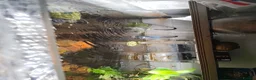 Lobsters fish for sale: Fish tank  - Advert 3